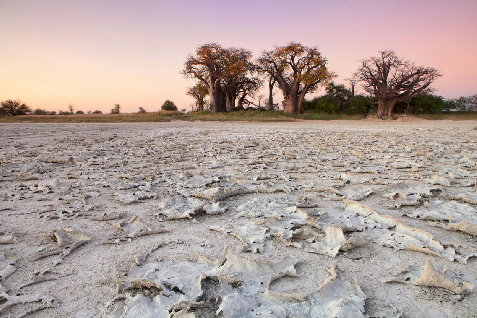 Baines Baobabs overlooking the white salt flats of Nxai Pan at sunrise, Botswana.