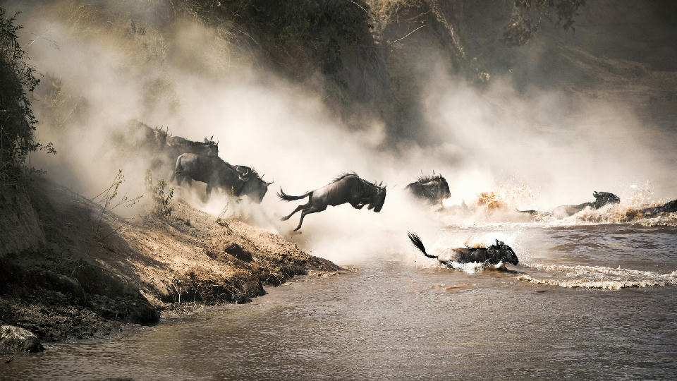 Wildebeest crossing the Mara River during the Great Migration between Serengeti National Park in Tanzania and the Maasai Mara in Kenya.