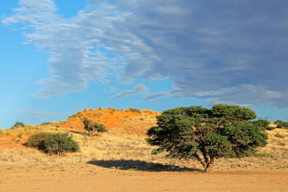 Red Kalahari sand dunes and camel thorn trees in the Kgalagadi Dune System, Northern Cape, South Africa.