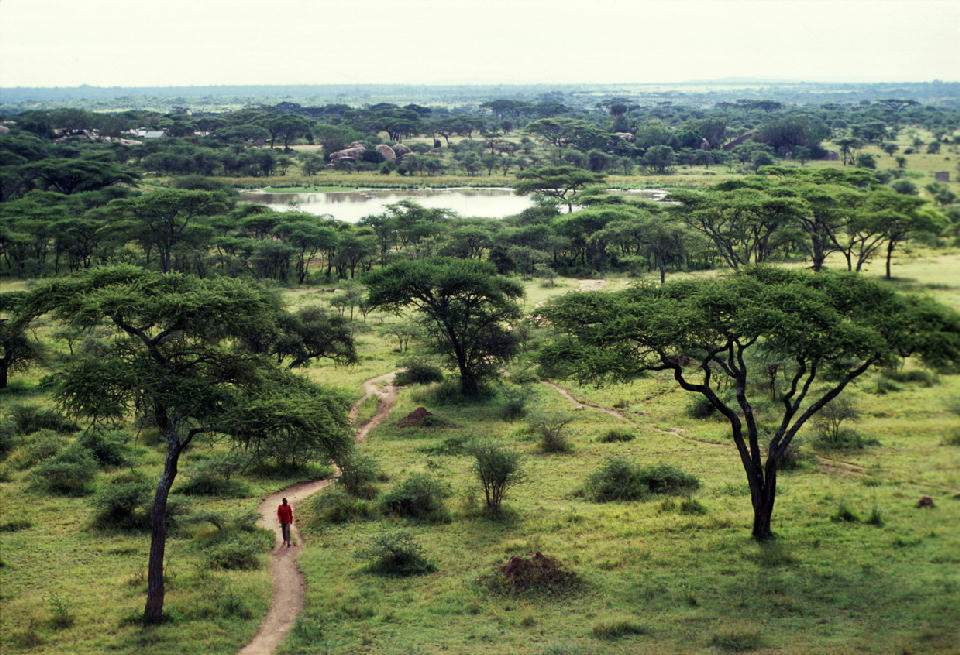 Acacia trees, open grassland and a seasonal waterhole in Seronera Valley, central Serengeti National Park, Tanzania.