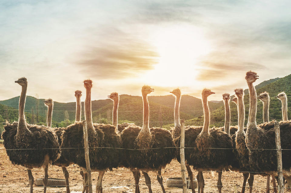 Ostrich farm landscape near Oudtshoorn in the Klein Karoo with a group of ostriches standing against sunset light and mountain backdrops.