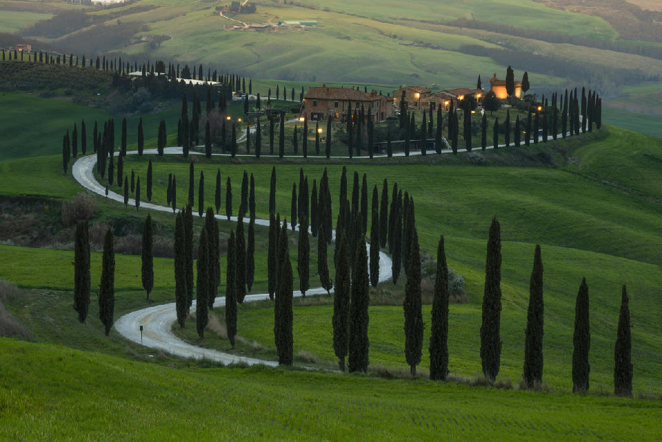 Winding cypress-lined road leading to Podere Belvedere farmhouse in Val d'Orcia near San Quirico d'Orcia, Tuscany, Italy.