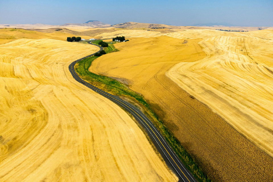 Winding road through rolling wheat fields in the Palouse region of Washington