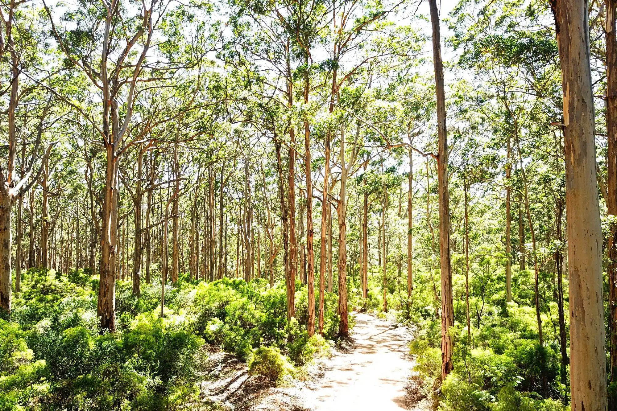 Forest road through tall karri trees and green undergrowth in Boranup Karri Forest, Western Australia.