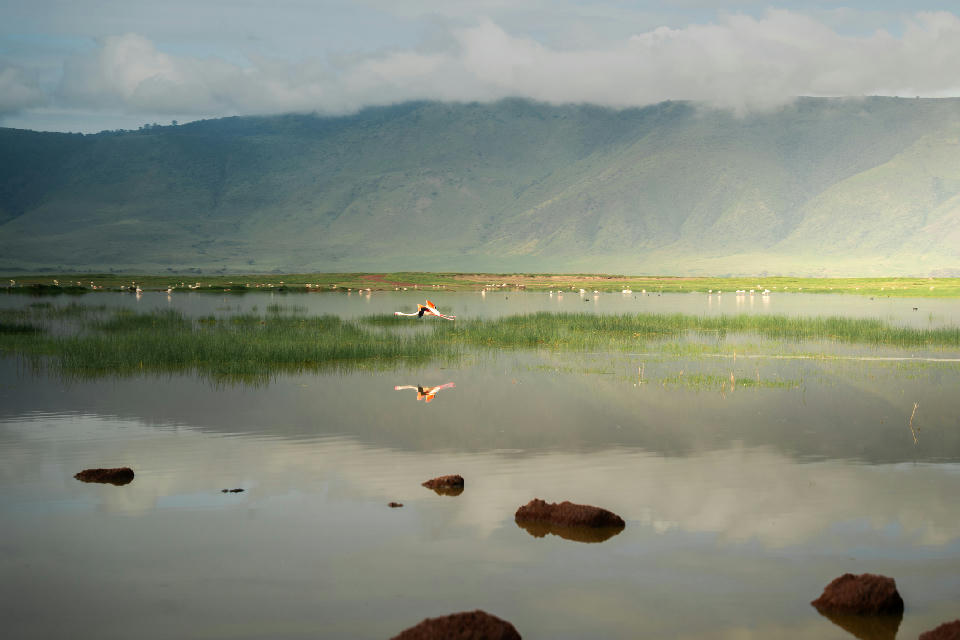 A lone flamingo flies low over the calm waters of Lake Magadi beneath the towering crater walls of Ngorongoro Crater in Tanzania.