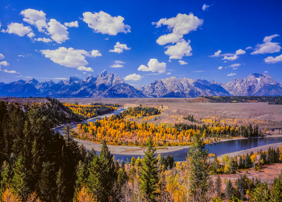Snake River winding through yellow autumn trees with the Teton Range in the background, viewed from Snake River Overlook, Grand Teton National Park, Wyoming.