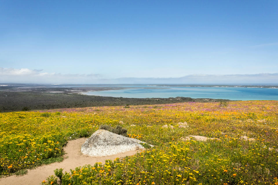 Spring wildflowers overlooking Langebaan Lagoon from Postberg in West Coast National Park, South Africa.