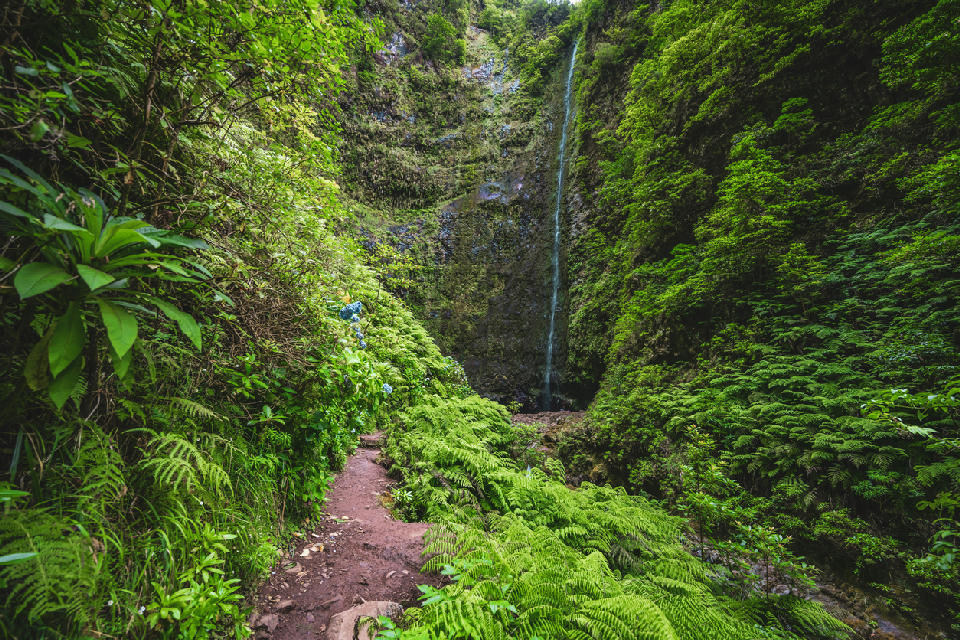 Path through dense laurel forest leading to Caldeirão Verde waterfall on the Levada do Caldeirão Verde trail, Madeira, Portugal.