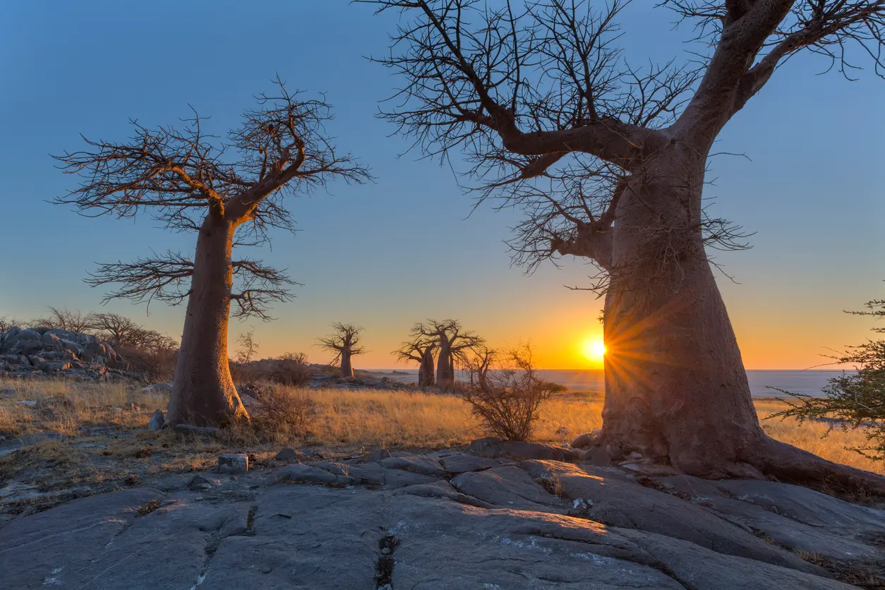 Sunset behind ancient baobab trees on Kubu Island in the Makgadikgadi salt pans, Botswana.