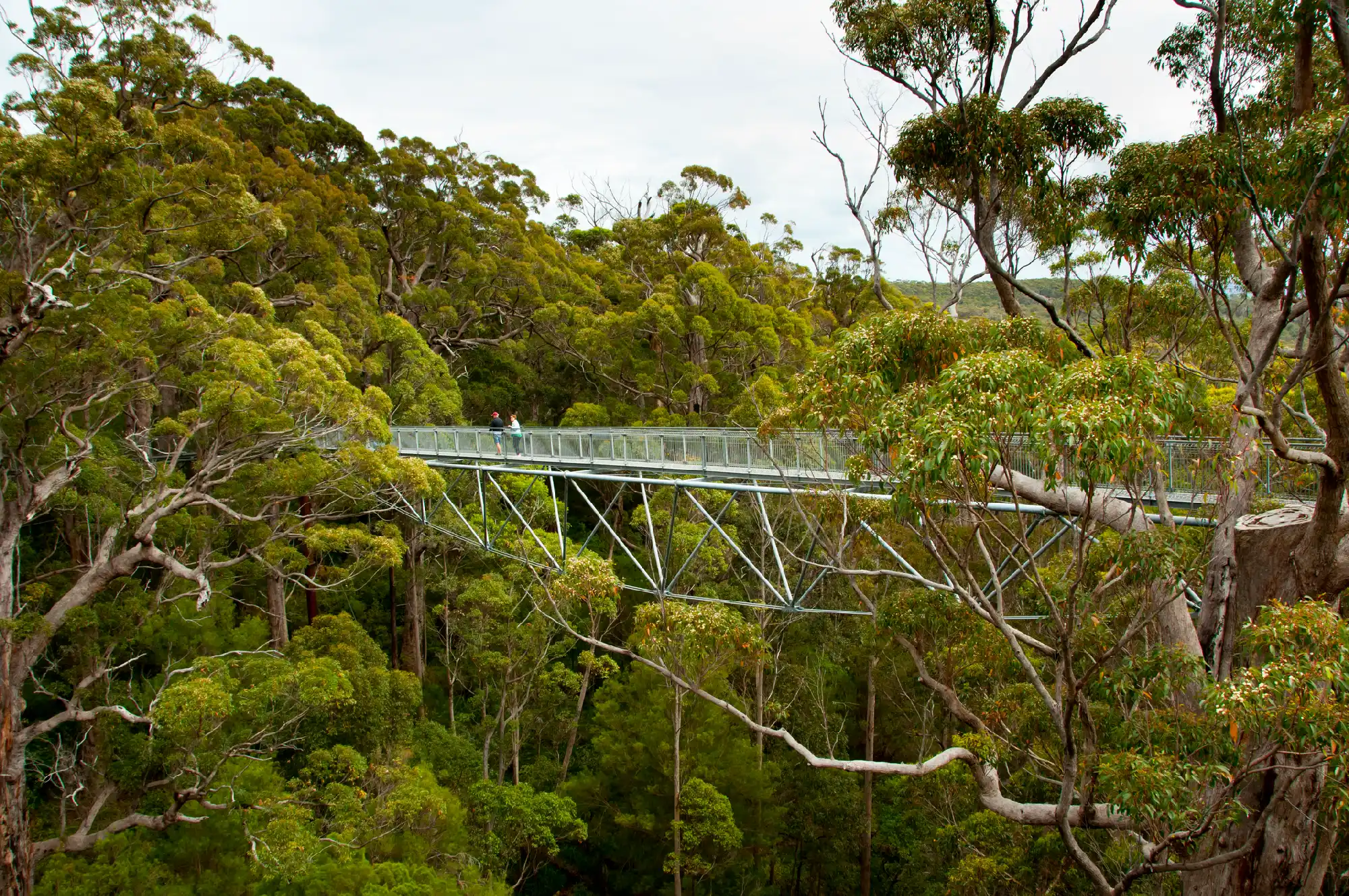 Visitors crossing the elevated Tree Top Walk through tall forest at the Valley of the Giants near Walpole, Western Australia.