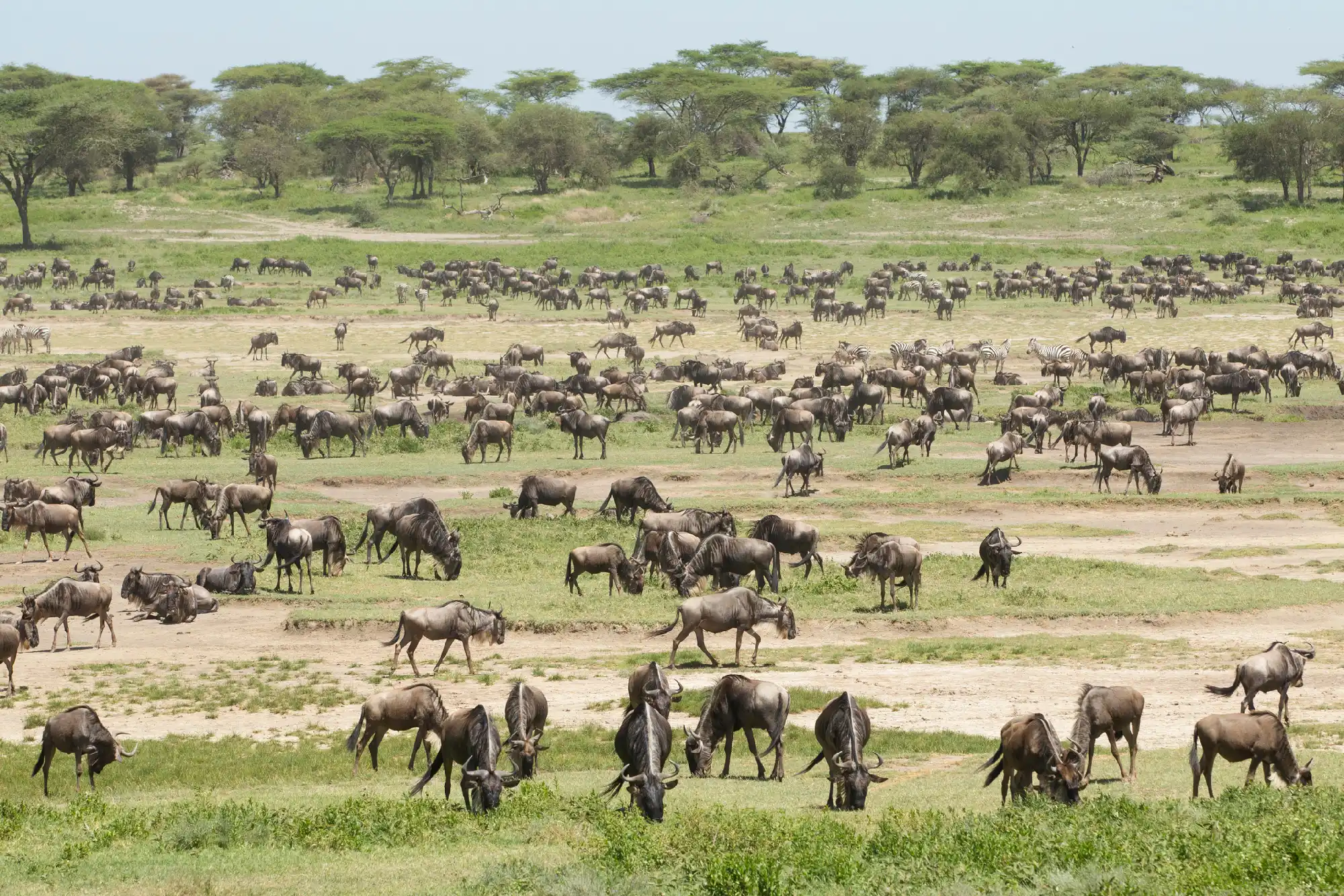 Large herds of migrating wildebeest grazing across the Ndutu Plains during the Great Migration calving season in Tanzania.