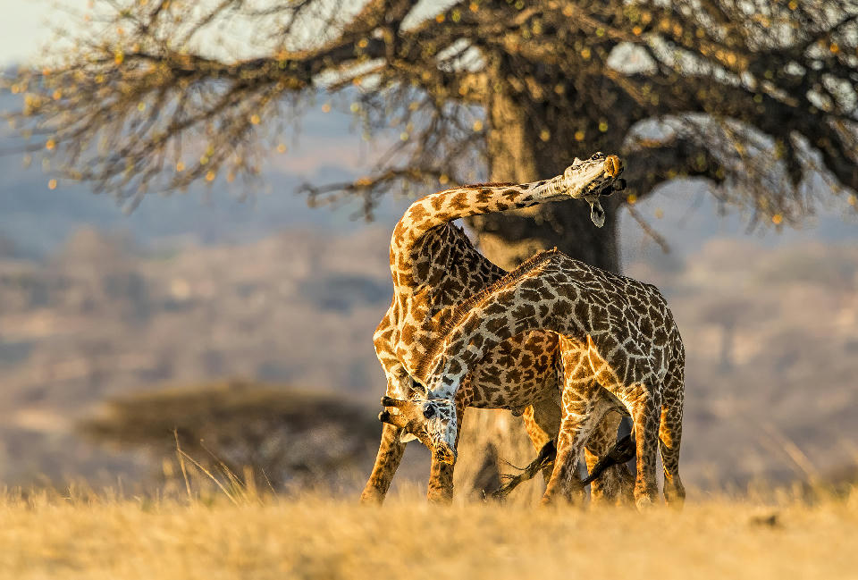 Two male giraffes fighting for dominance beneath a baobab tree in Ruaha National Park, Tanzania.