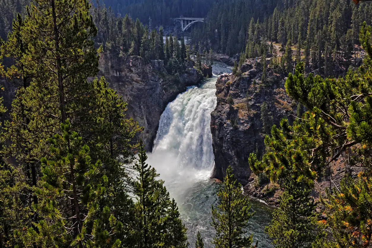 Upper Falls of the Yellowstone River framed by pine trees with bridge visible upstream