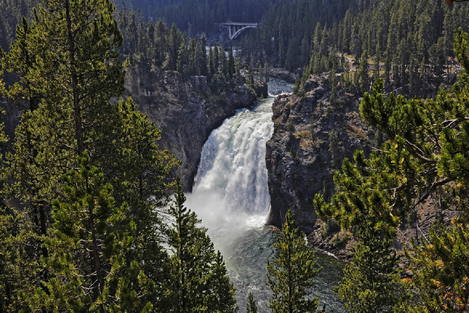 Upper Falls of the Yellowstone River framed by pine trees with bridge visible upstream