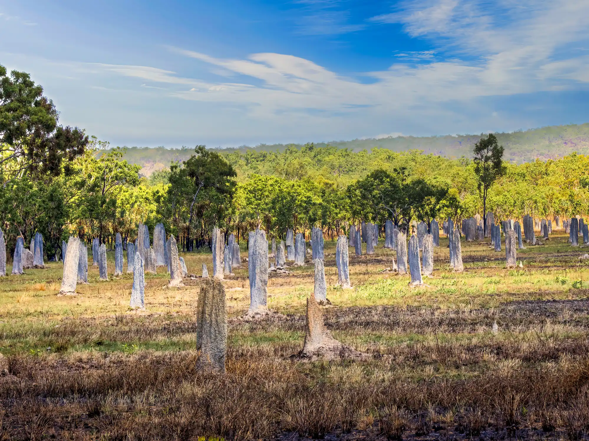 Wide field of tall, narrow magnetic termite mounds among golden grasses and eucalyptus woodland beneath a blue sky in Australia's Northern Territory.