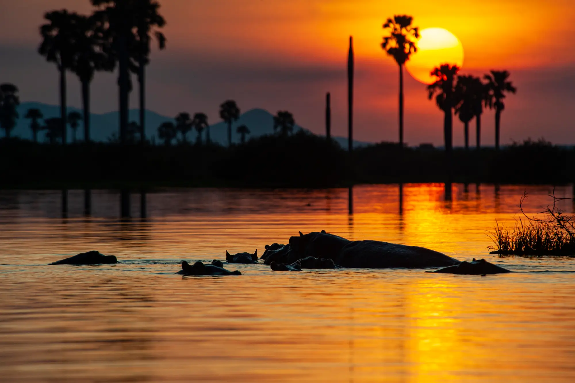 Hippos at sunset on Lake Manze in Nyerere National Park with palm trees silhouetted against the glowing African sky.