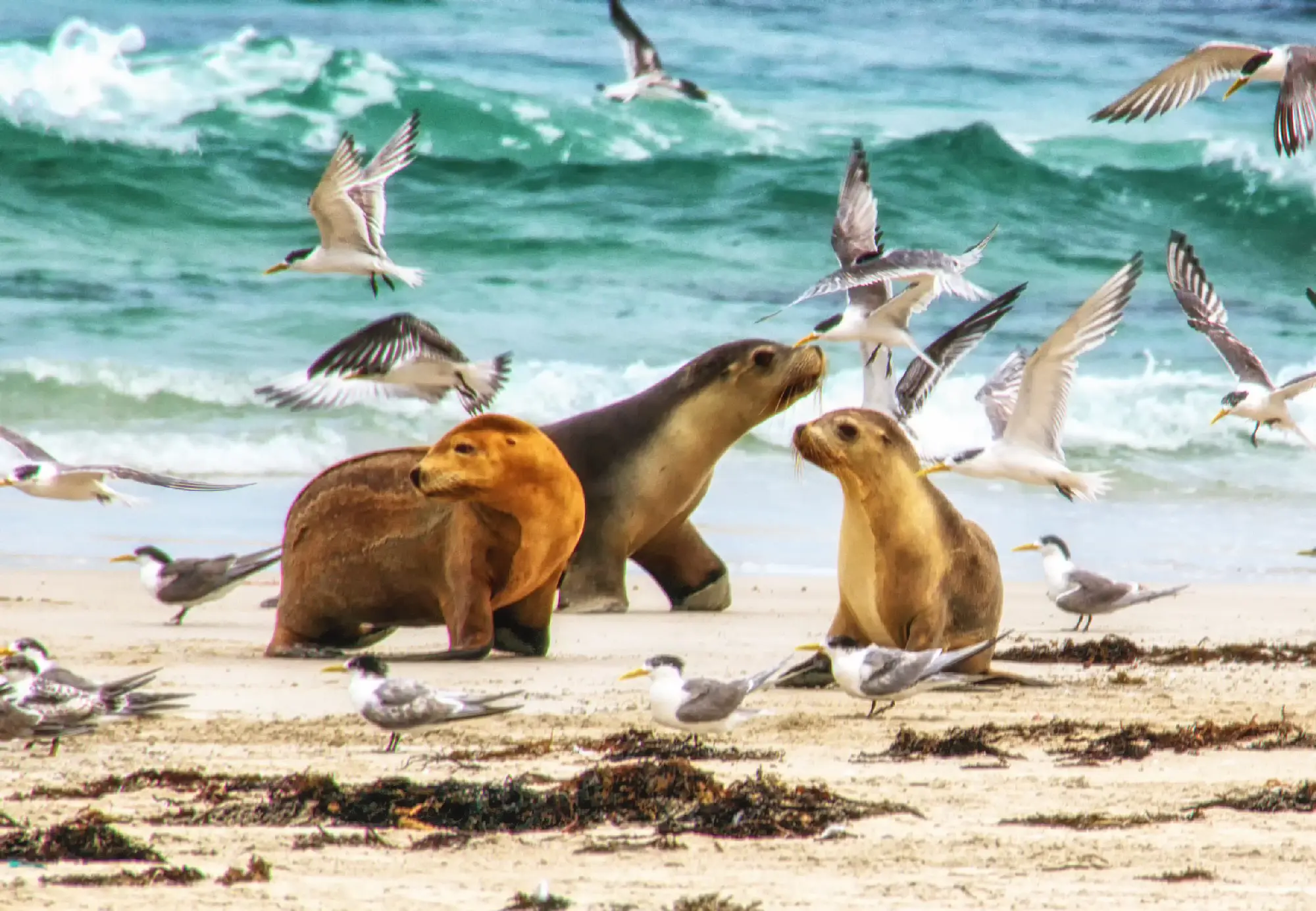 Three Australian sea lions on the beach among flying seabirds and turquoise surf at Seal Bay, Kangaroo Island, South Australia.