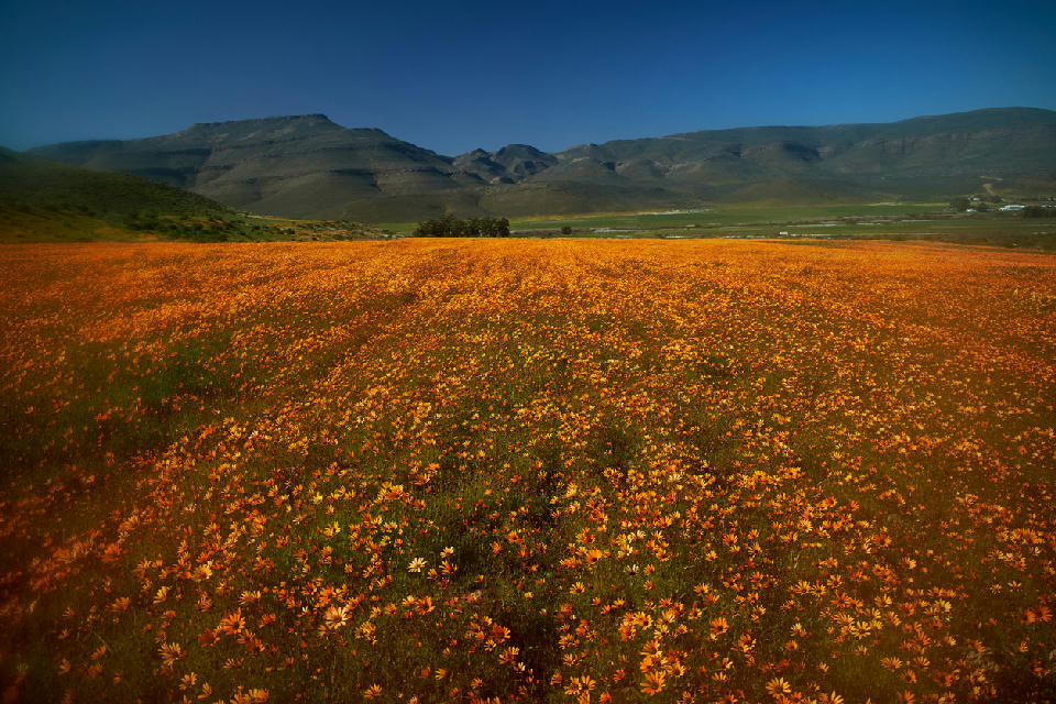 Orange wildflower display in Biedouw Valley surrounded by Cederberg mountains in the Western Cape.