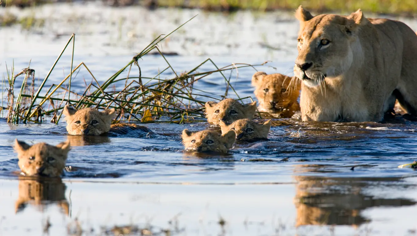 Lioness guiding her cubs across shallow floodwaters on Chief's Island in the Okavango Delta, Botswana.