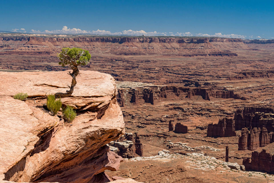Juniper tree on cliff edge above vast canyon landscape in Island in the Sky district, Canyonlands National Park Utah