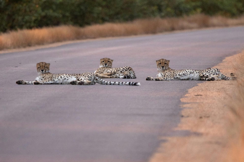 Three cheetahs resting on a road near Crocodile Bridge in Kruger National Park South, South Africa.