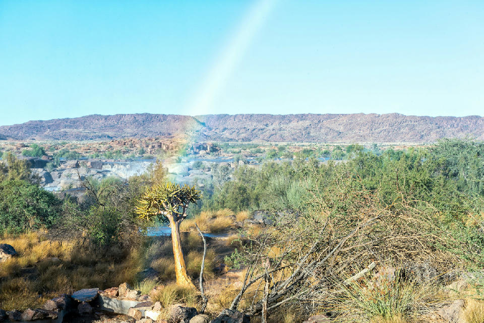Quiver tree standing among riverine vegetation with a rainbow created by spray from Augrabies Falls in the background, Northern Cape, South Africa.