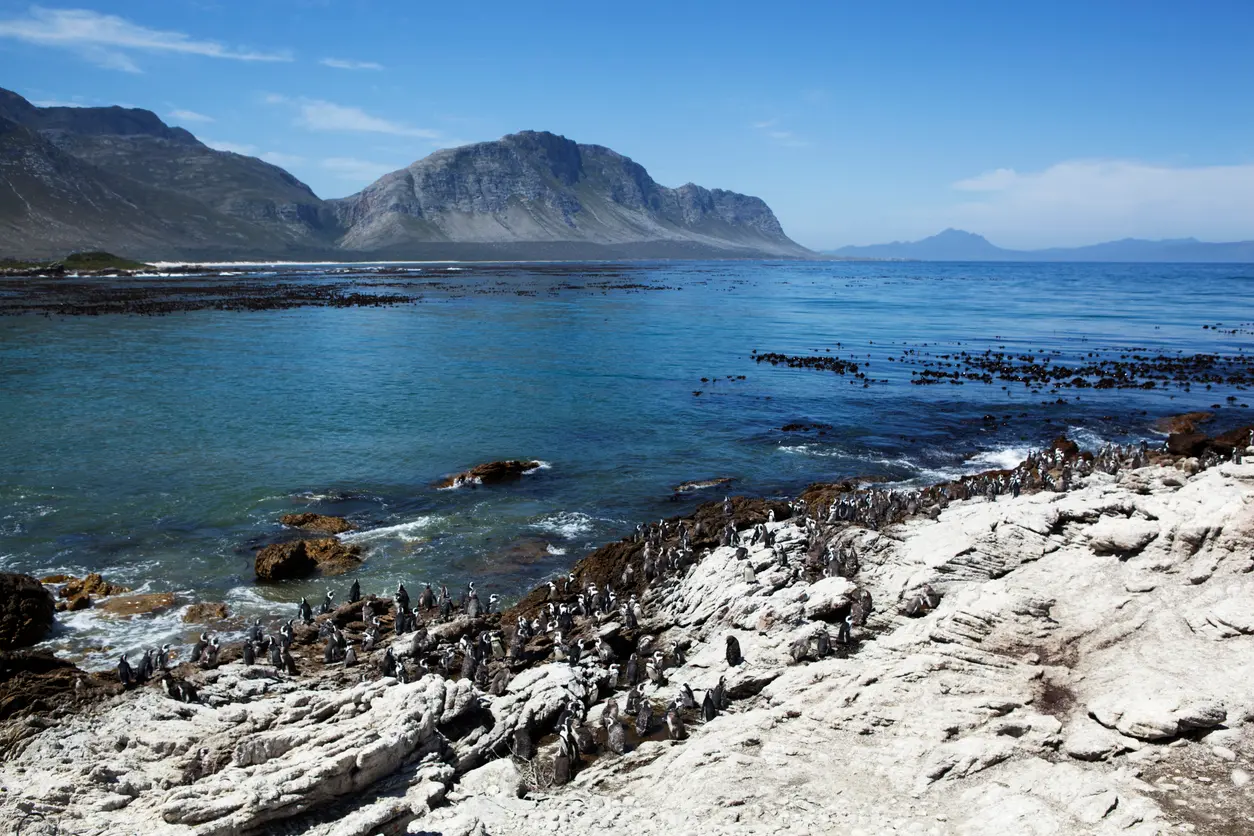 African penguins gathered on rocky coastal cliffs at Stony Point Penguin Colony in Betty’s Bay, Western Cape, South Africa.