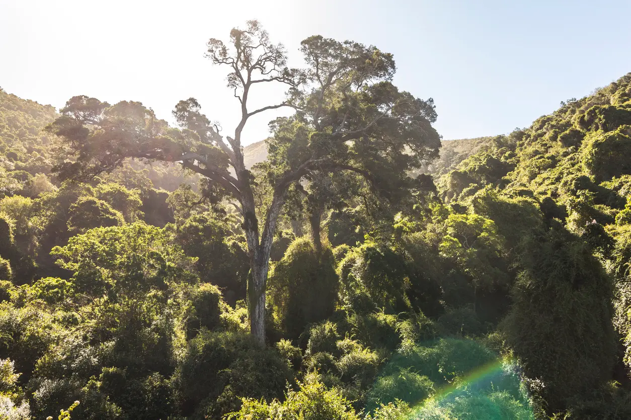 Giant yellowwood tree towering above dense indigenous forest in the Knysna Forests near Nature's Valley on South Africa's Garden Route.