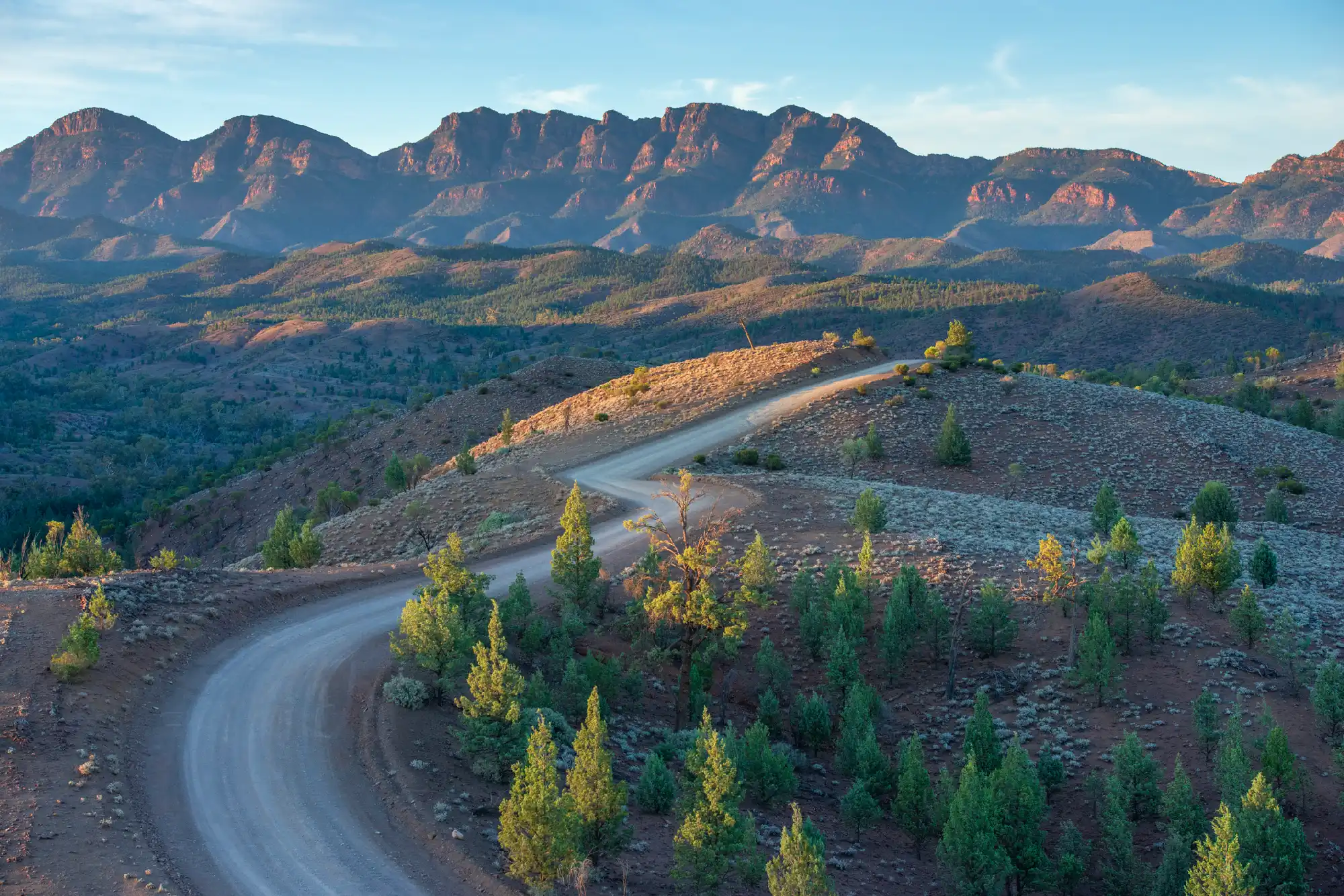Winding dirt road along a rocky ridge at Razorback Lookout, with sunlit native trees and rugged Flinders Ranges peaks in the background, South Australia.