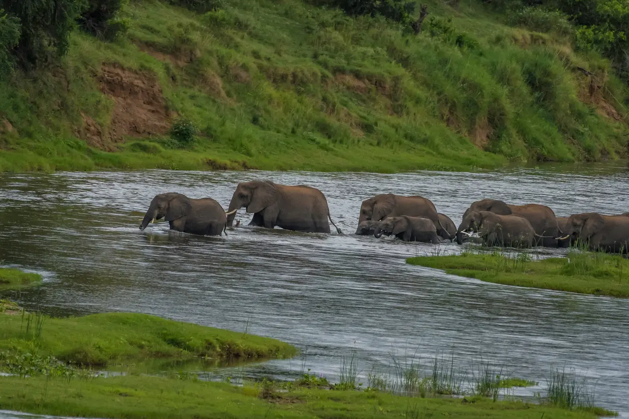 Elephant herd crossing the Crocodile River in Kruger National Park, South Africa, including adults and calves moving through the river channel.