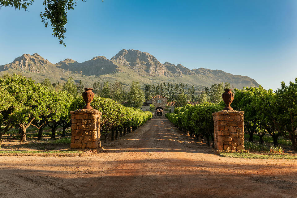 Entrance avenue at Waterford Estate framed by vineyards and the Helderberg mountain range in Stellenbosch, Western Cape, South Africa.