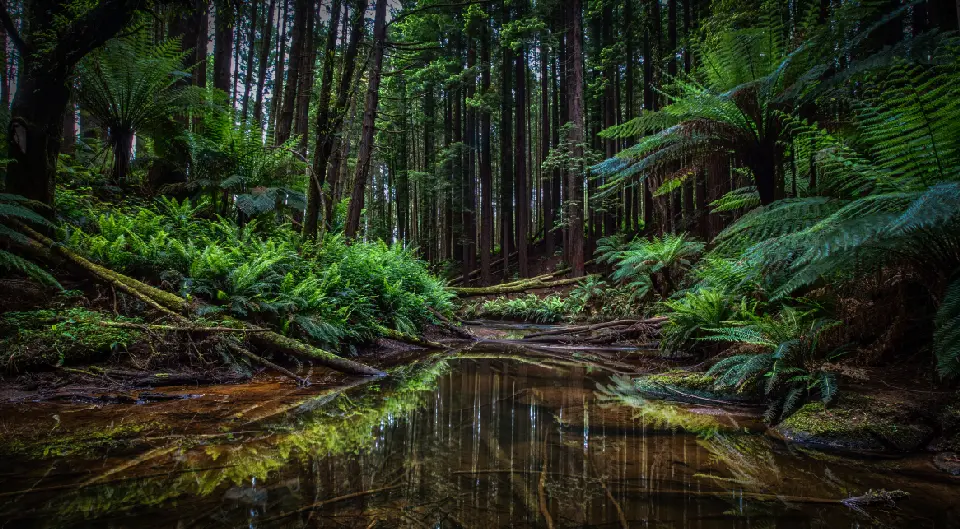 Californian redwood forest reflected in the Aire River among lush tree ferns in Great Otway National Park, Victoria.