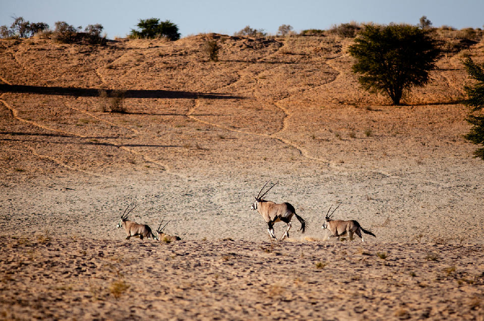 A group of gemsbok running across sandy Kalahari terrain with low dunes and scattered acacia trees near Nossob.