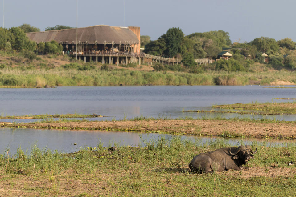 African buffalo beside the Sabie River with Lower Sabie Rest Camp and its riverside viewing deck in the background, Kruger National Park.