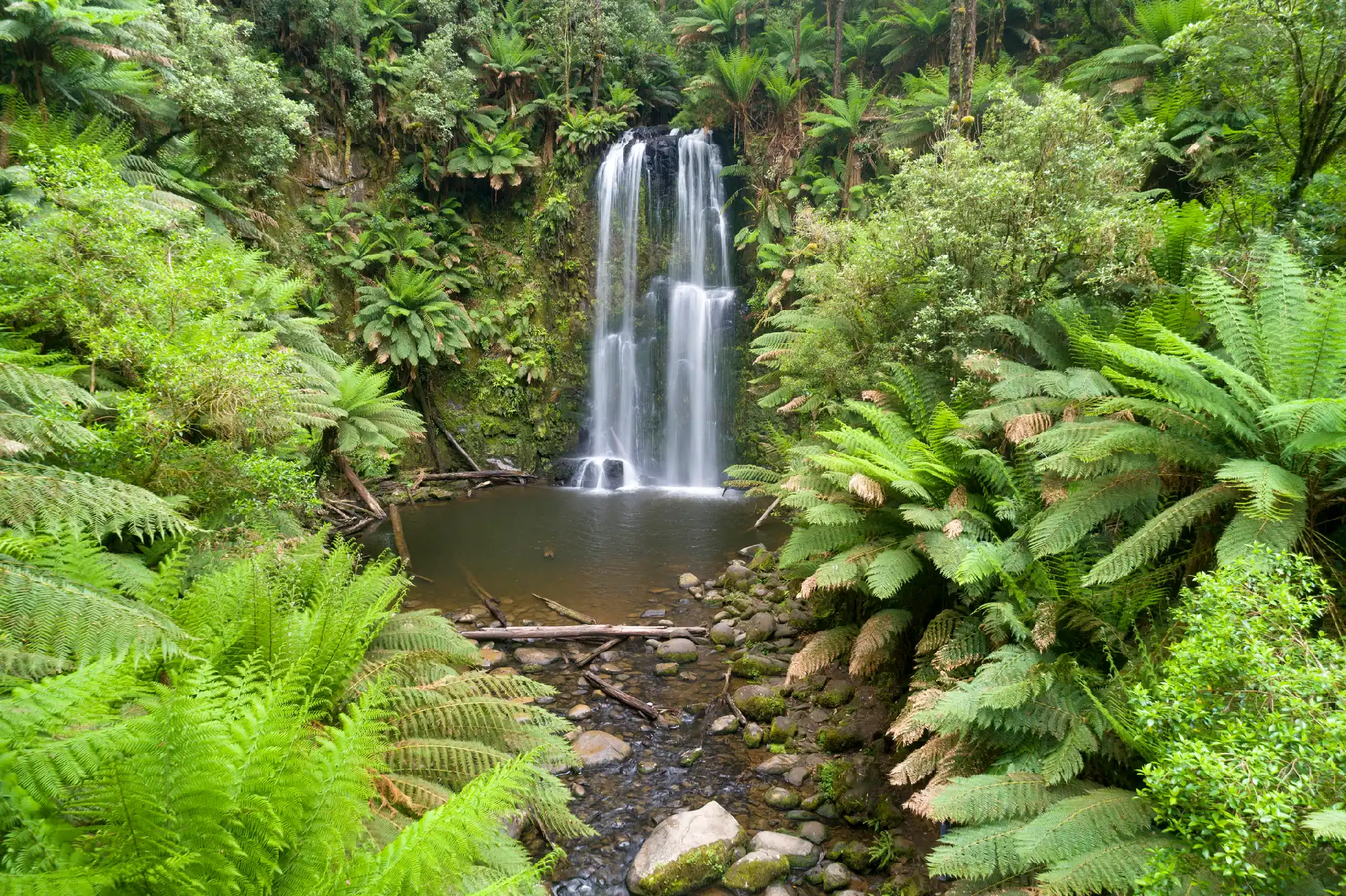 Beauchamp Falls cascading into a forest pool surrounded by dense tree ferns in Victoria’s Otways.