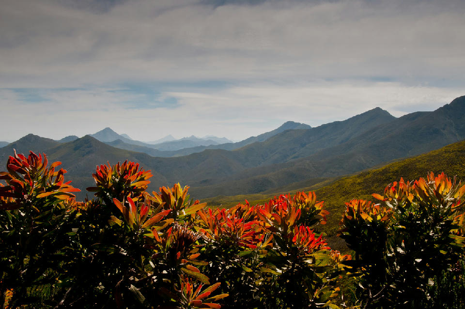 Red and orange proteas overlooking layered mountain ridges and valleys at Robinson Pass in the Outeniqua Mountains.