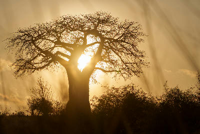 Silhouette of an ancient baobab tree at sunrise in Baobab Valley, Tarangire National Park, Tanzania.
