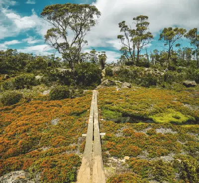 Narrow timber walking track through alpine vegetation and highland woodland in Walls of Jerusalem National Park, Tasmania.