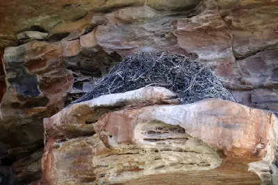 Large eastern osprey nest built on a weathered sandstone cliff above the Hunter River.
