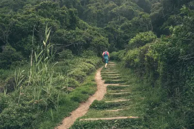 Hiking trail through dense indigenous forest in Tsitsikamma National Park along South Africa's Garden Route