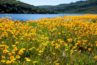 Yellow and orange wildflowers flowering beside Clanwilliam Dam with blue water and mountain landscapes in the Western Cape, South Africa.