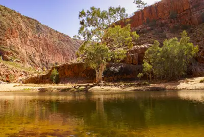 Tranquil waterhole at Ormiston Gorge framed by eucalyptus trees and towering red rock cliffs in the West MacDonnell Ranges.