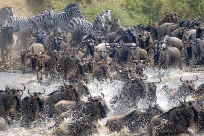 Wildebeest and zebra crossing the Mara River during the Great Migration in northern Serengeti, Tanzania.