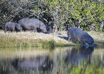 Hippo family with a calf beside the river in Savuti, Chobe National Park, Botswana, reflected in still water.