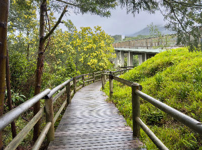 Wooden boardwalk through lush forest vegetation near Bloukrans Bridge on South Africa's Garden Route, with the bridge visible in the background.