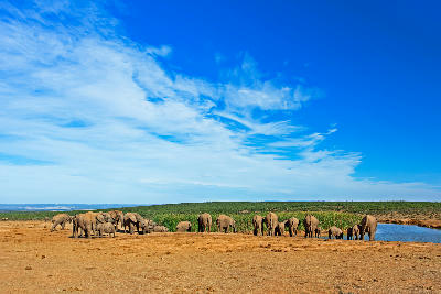 Herd of African elephants drinking and socialising around a waterhole in Addo Elephant National Park, Eastern Cape, South Africa.