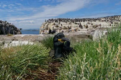European shag with dark plumage and a green eye resting among grass on the Farne Islands, with densely populated seabird nesting cliffs and the North Sea in the background.