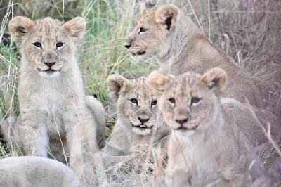 Four lion cubs approximately three months old sitting and lying in dry grass in Madikwe Game Reserve, with one cub looking directly at the camera while the others watch their surroundings.