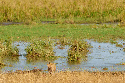 A young lion walking across the grassy wetlands of Silale Swamp in Tarangire National Park, Tanzania.