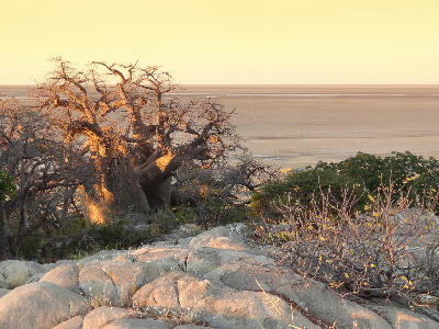 Baobab trees and granite outcrops on Kubu Island above the Makgadikgadi salt pans in Botswana.